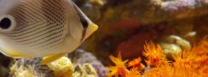 Meerwasseraquarium: ein echter Hingucker