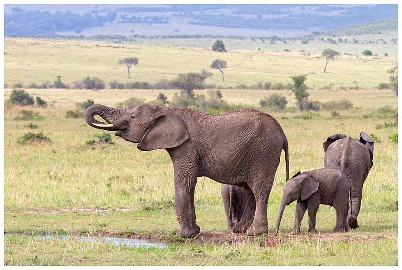 Eine Elefantenherde in Kenia